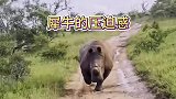 犀牛很壮但也不是没有对手来感受下犀牛的压迫感