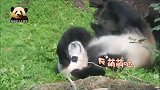 熊猫贝贝挖煤归来，在地上打滚蹭痒，呆萌十足的模样可爱至极