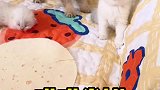 今天咱们来个猫猫卷饼