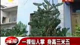 惊现”巨人“仙人掌 身高三米五-7月9日