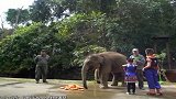 卡酷动物园：挑战再次升级，如何恢复小象野性，象爸爸亲自指导