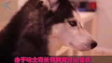 主人不让金毛跟哈士奇玩怕被带偏，结果金毛不断被二哈调戏，笑喷