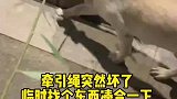 主人遛狗，这狗子比主人还负责
