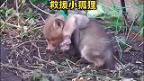 小狐狸被网缠住无法自拔，狐狸妈妈不顾自身安危，寻求好心的帮助