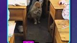 跟着小主人来学校了，太可爱了吧