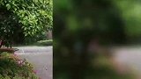 朝雨浥轻尘，花瓣雨纷纷