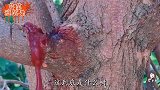 爆笑这树是不是成精了，怎么还在流血了呢