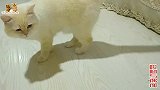 主人陪大帅猫玩玩具，别的猫隔窗伤透心，难道我们不是主人亲生的