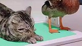 俩货一言不合就开打，鸭鸭初生牛犊不怕虎