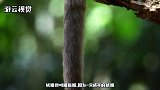 见过最小的猴子吗？出生时和花生差不多大，成年后也只能捧在手里