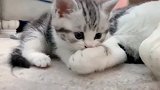 母猫旁边的小猫咪, 结果大猫居然用爪子推我