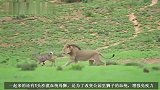 金发雄狮和伙伴，共同捕获羚羊，一起玩耍
