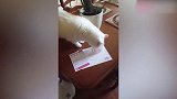 爆笑萌宠，猫咪在线偷吃