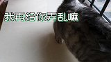 猫刚舔顺的毛弄乱，小猫翻脸出手就打，老猫：再大力