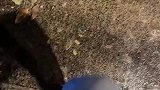 女生经过树下时，发现步道太黏了