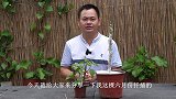 这种情况下三角梅冒新芽，可别高兴太早