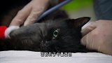 医生将水蛭放在猫咪中毒的爪子上，仅用25分钟，水蛭就解了毒！
