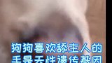 狗狗舔主人的手是爱意！