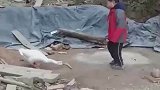 人类幼崽回乡这件事，打了一下鹅被鹅咬着跑这件事