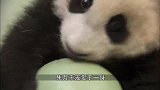 熊猫里也有恶霸的存在，大家都是国宝，谁怕谁！