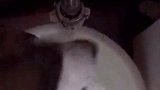 简单的生活~傻狗的日常
