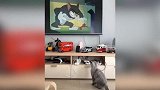 好可爱的小猫咪啊，还在看动画片呢，可真是有趣啊！