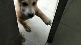狗子：铲屎的，不给我吃的就别想关门！