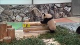 熊猫妈妈很放心把今天的卖萌任务交给熊孩子，小宝儿表现尤佳