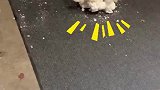 小狗：走不动道，真的走不动