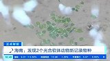 海南发现2个新纪录物种：靠光合作用就能活，其中一个长得像树叶