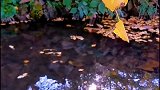 创作灵感  独倚窗，盼你还，一曲思念浅浅弹，相恋暗香中。