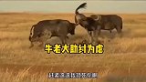 角马躲进野牛群，万万没想到野牛居然帮着鬣狗把角马顶飞了