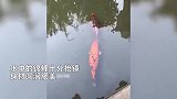 警察小哥意外捧红趵突泉锦鲤，喊话：不要喂了！这鱼胖得跟猪一样