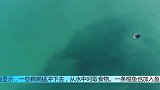 美国一海滩出现大量鲻鱼引鲨鱼鹈鹕争相觅食场面壮观