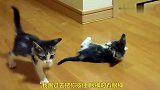 小奶猫兄弟打架卖萌，看得人心都萌化了