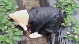 自从宝宝回了农村，家里草莓就遭殃了，看完别笑！