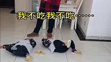 本以为是场持久战，没想到姐姐出来了，这气场圈粉了