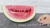 主人吃西瓜，分给仓鼠一点西瓜皮，仓鼠：太坏了