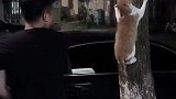 猫：打够了没，打够了就放我下来！