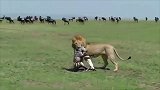 肯尼亚：残酷的大自然！小斑马刚学会站立就被狮子一口叼走