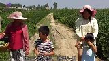 白发不要染，农村3种常见的叶子洗头，坚持半月，白发慢慢变黑发