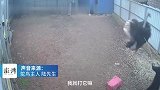 男子喂鸵鸟被“疯狂”追击：已还手，有段时间没喂可能陌生了