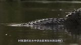 世上最凶残的鱼，5分钟就能吃掉一只鳄鱼，体积堪比大白鲨！