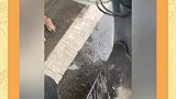 小可爱们找到好人家了