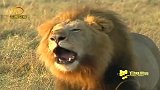 强壮的非洲雄狮，宣告领地的吼声威风凛凛，真霸气！