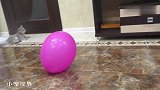 第一次见到气球的小奶猫，不小心伸出了爪子，结局太搞笑了
