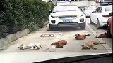 什么叫强龙不压地头蛇，这一群狗大哥给我上了一课，惹不起啊！