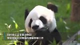 网友呼吁尽早接回旅美大熊猫“丫丫”，中国动物园协会回应