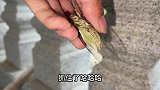 孵化一个星期的八哥鸟蛋，看到这个画面我太激动了