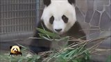 不老女神熊猫旦旦看起来总是乖乖的，萌萌的，让人没办法不喜欢